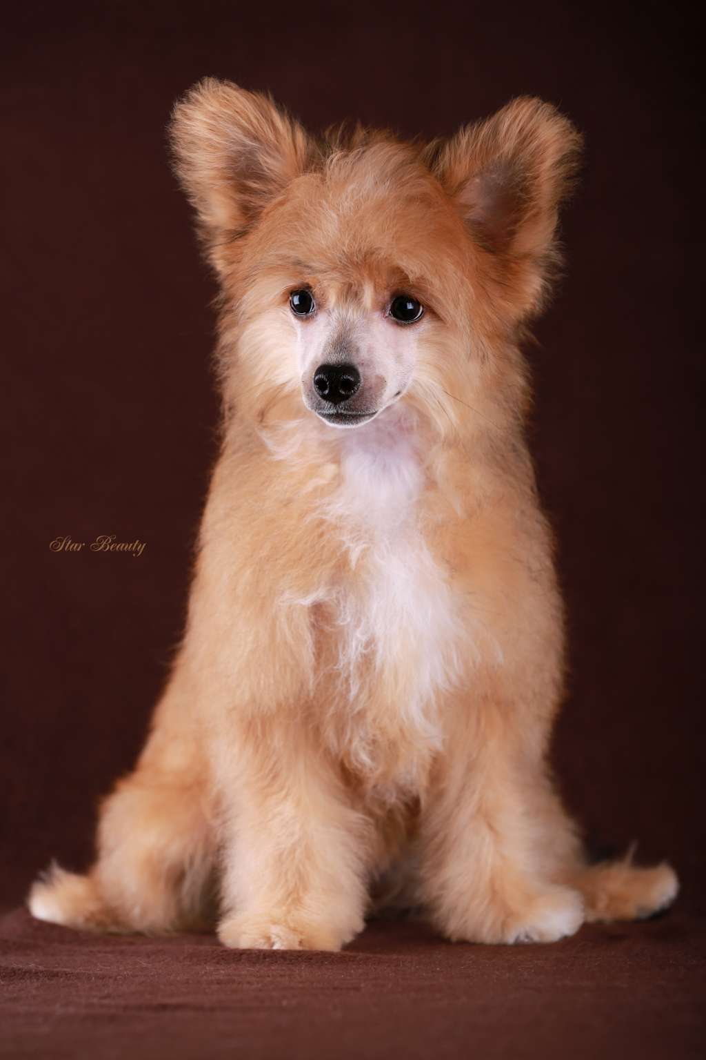 Star Beauty Nezabudka