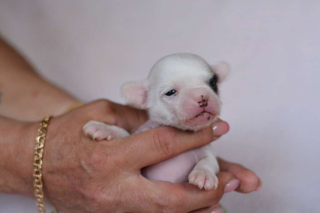 Smedbys Double Daring Clementine