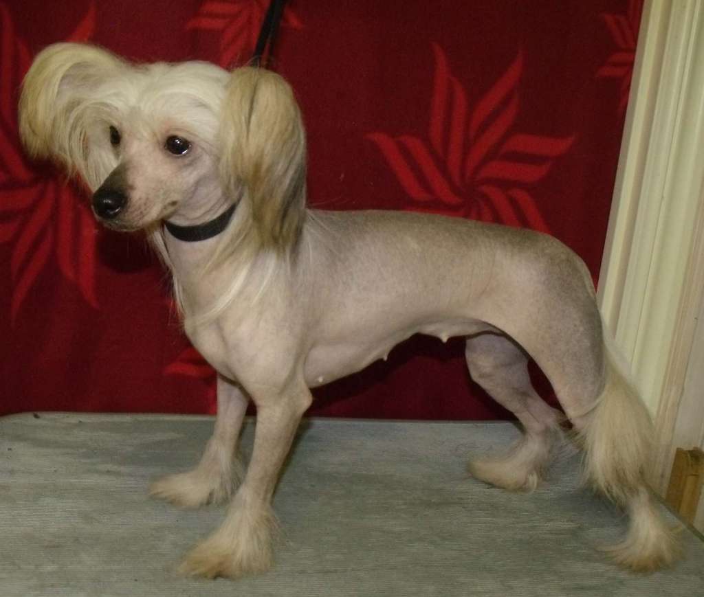 Qigous Seventh Answer to My Prayers