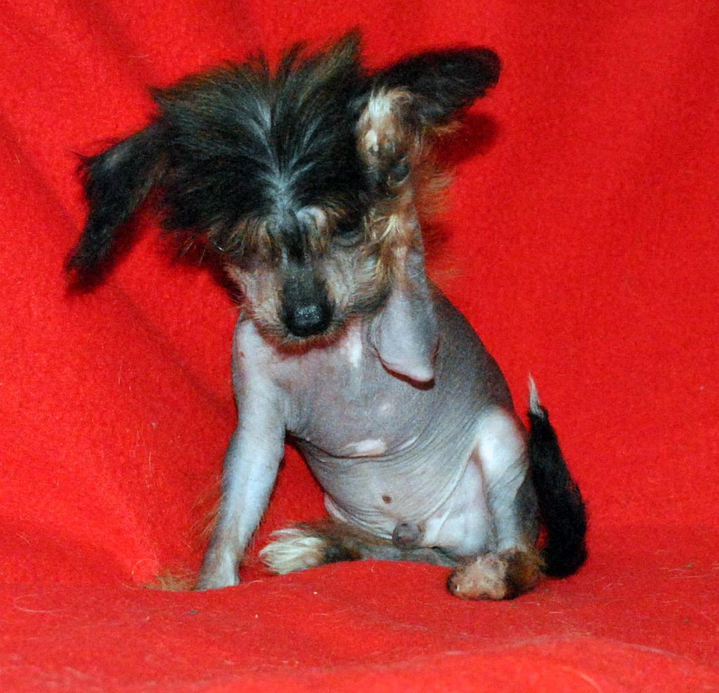 Red Dragon Di Casa Romano