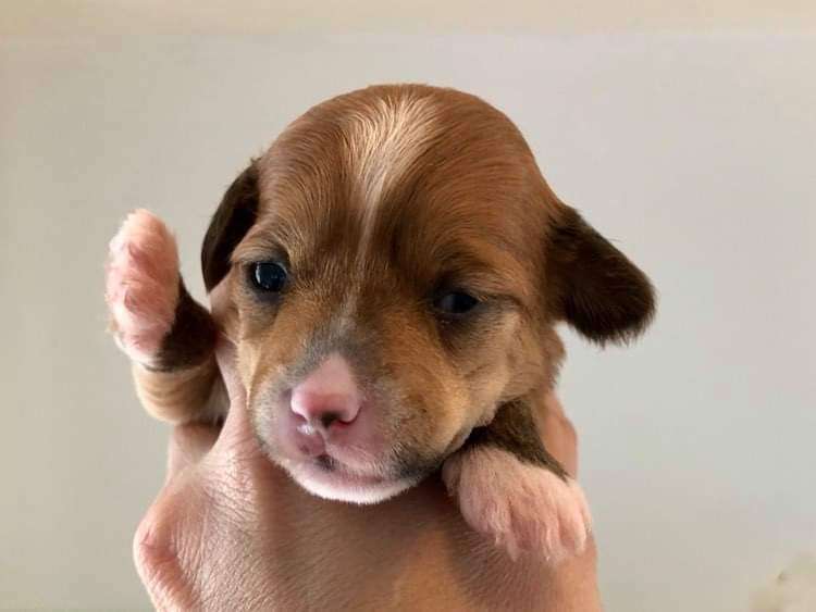 Zanevi's True Love Mila