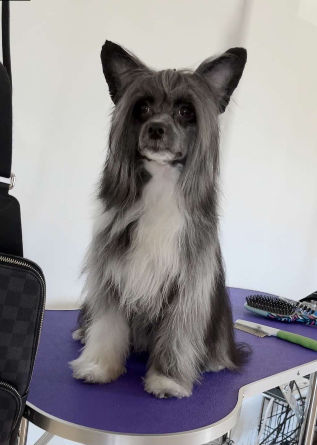 Fancy Flowers Adorable Aida