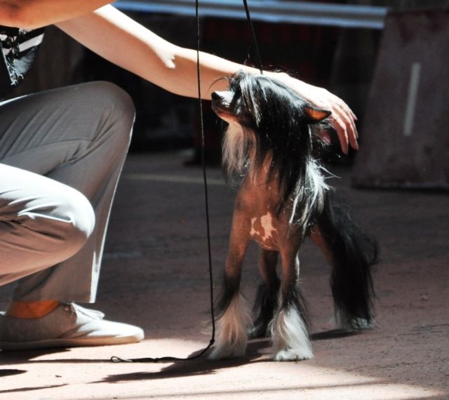 Ettien Jak de Fageiro