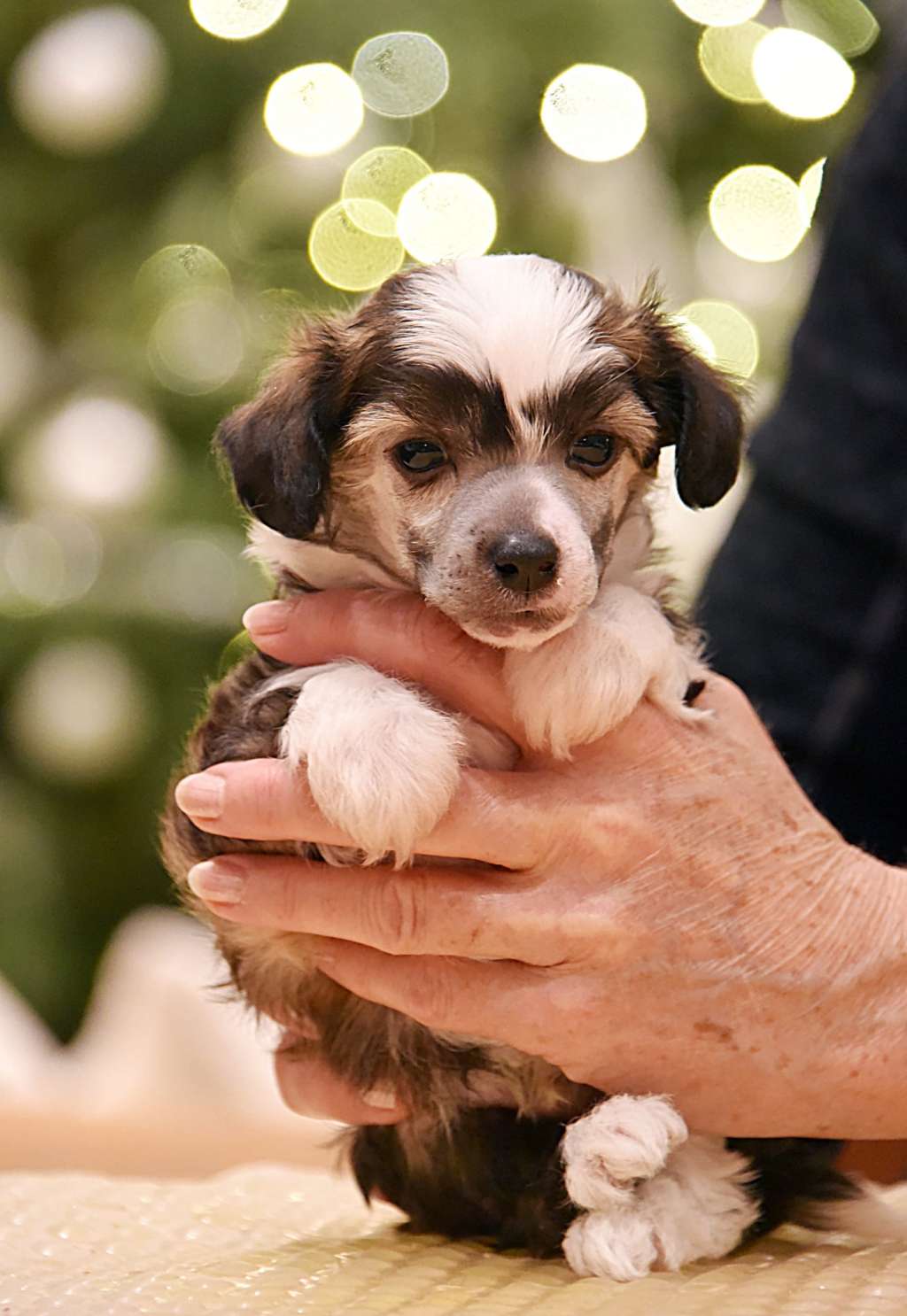 Konishiki Eggstatic (sorry duplicate)