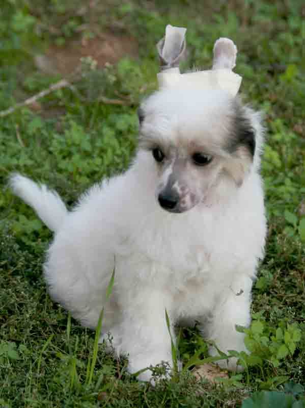 Romantic Fairy Tale Ice