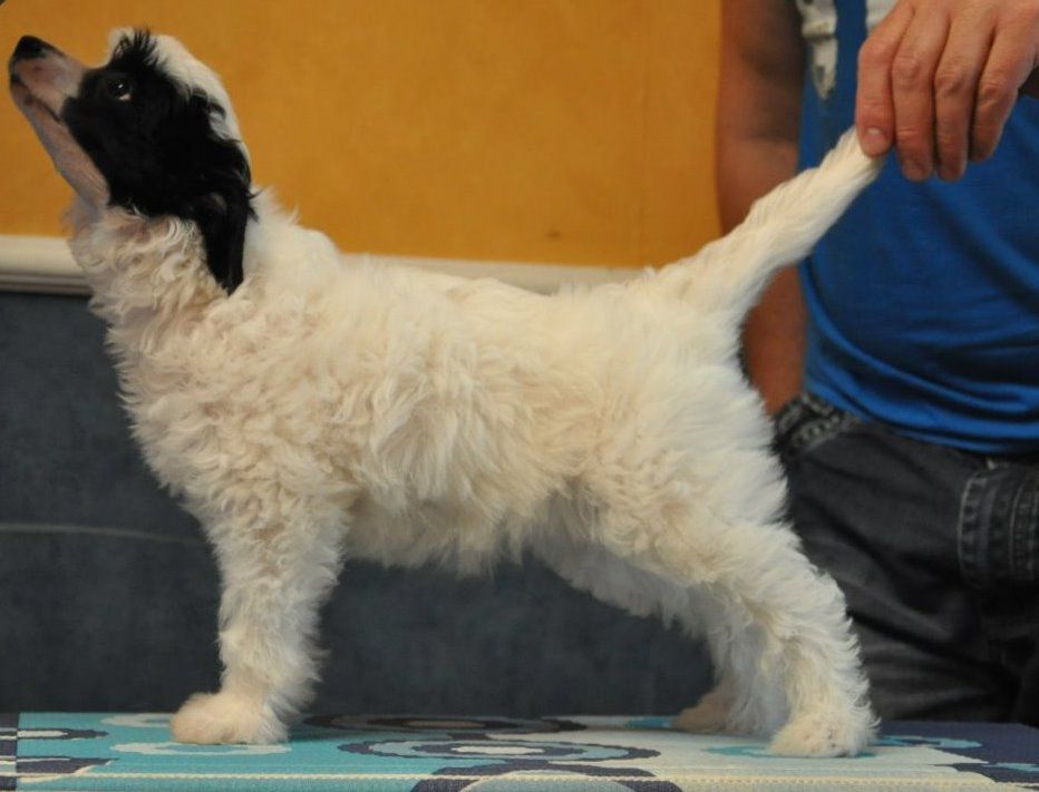 BI-Lav Plus Fleur De Lis