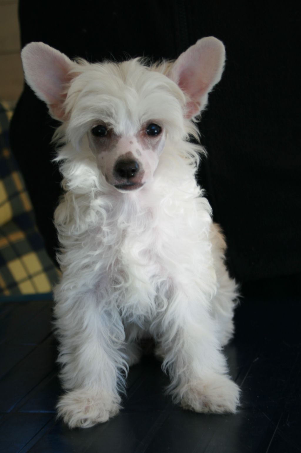 Unica Ultinette Avrina