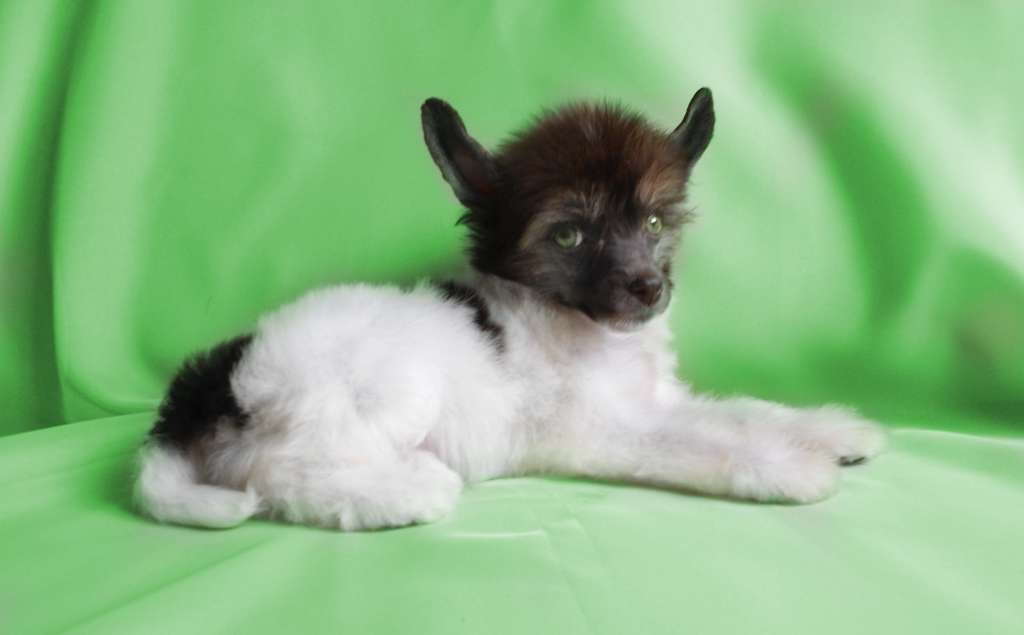 Jerales Show Braixen Teruna