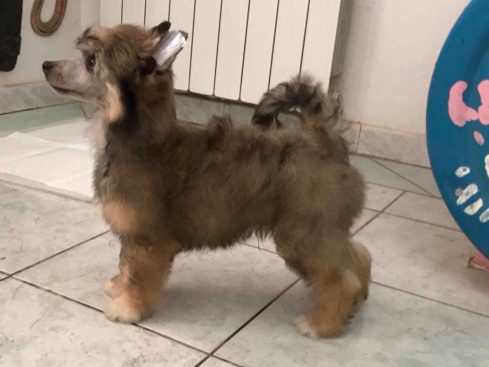 Omero il poeta di casa megi