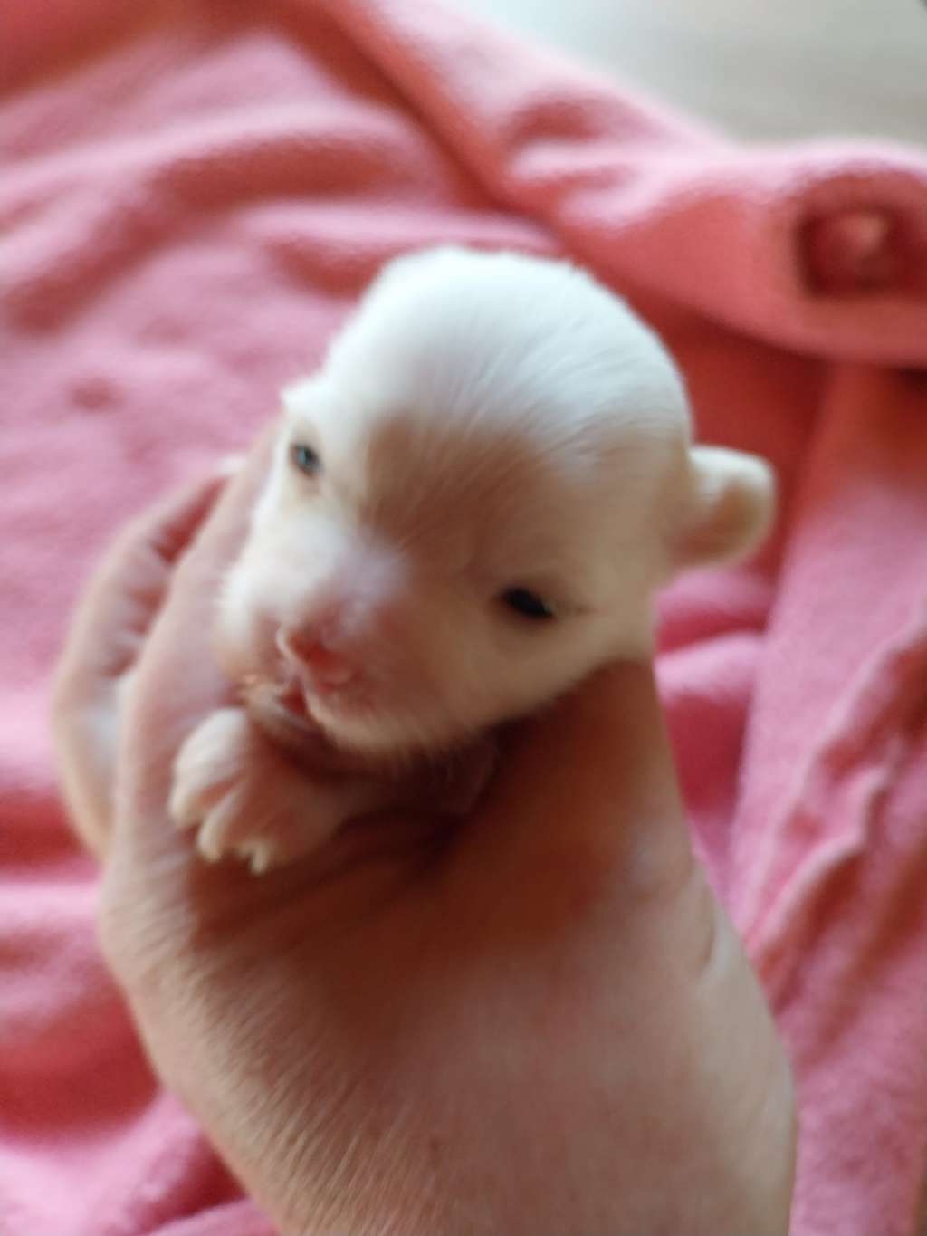 Une Étoile des Trésors des Petites Collines