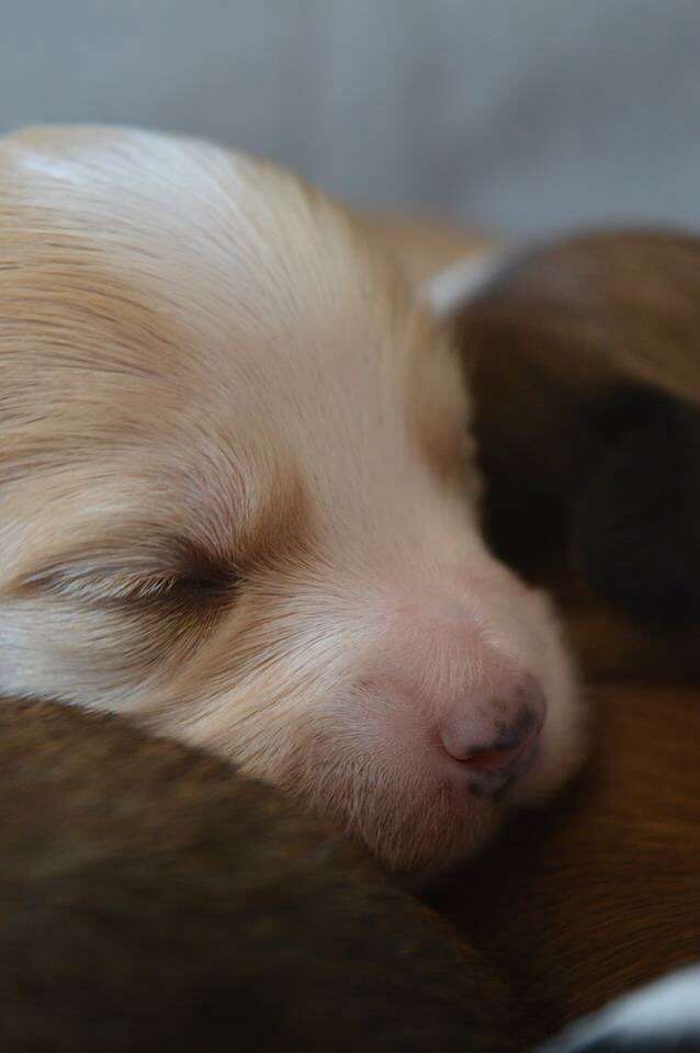 Magnus Staff King Leo Messi