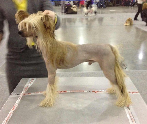 Rus Foreva Yammy Honey Boy