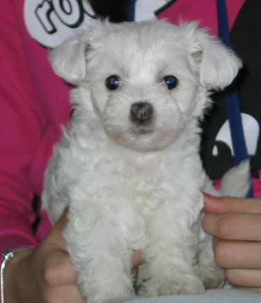 Laïska of Petrina's Hope