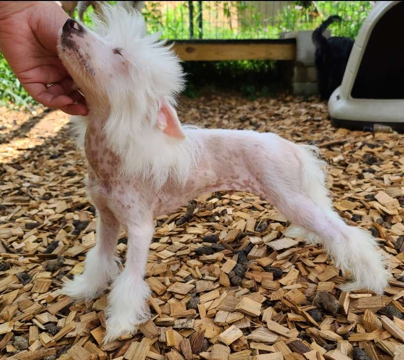 Long Haul's You're A Wizard Harry