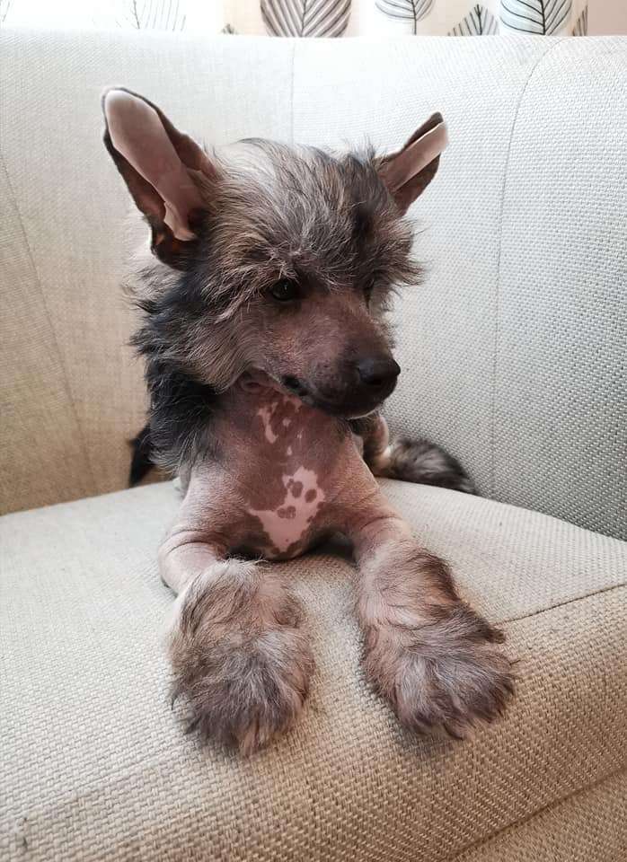 Samhlaigh Castien Neridan at Fridfion