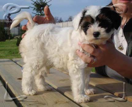 Carya z Ogrodu Fauny