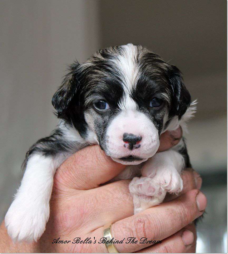 Amor Bella's Behind The Dream