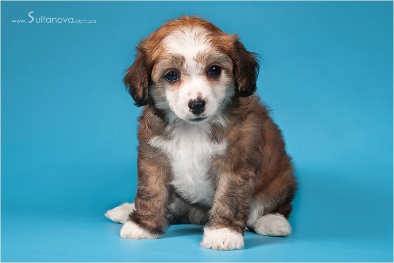 Sunny Lion Elena Prekrasnaya