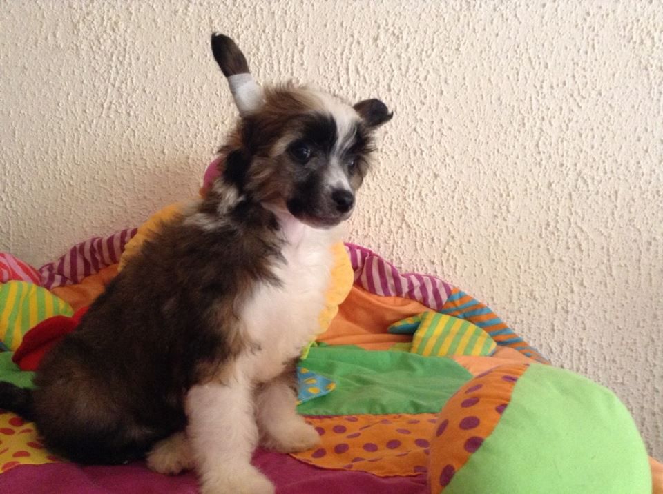 Taï Mandchou's Jodhpur Cruisin