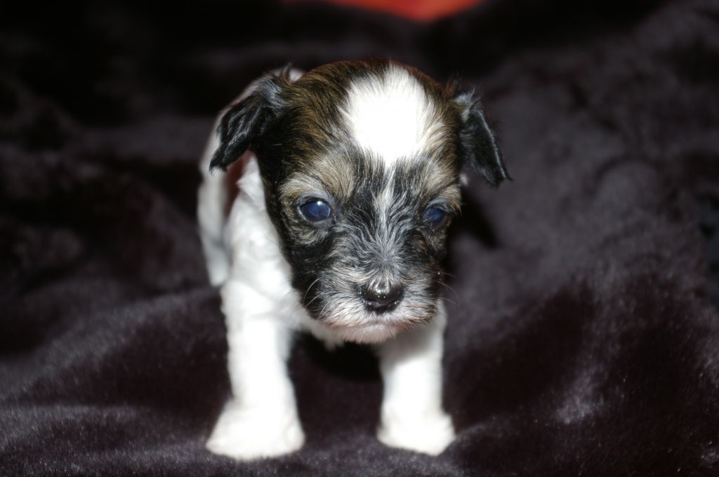 Bruno vom siebten Himmel