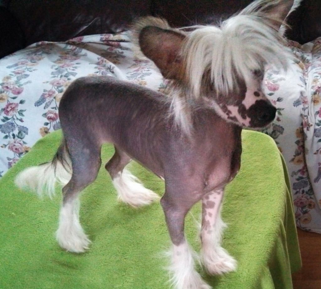 Breezy Meadows Chinese Cresteds Tommy