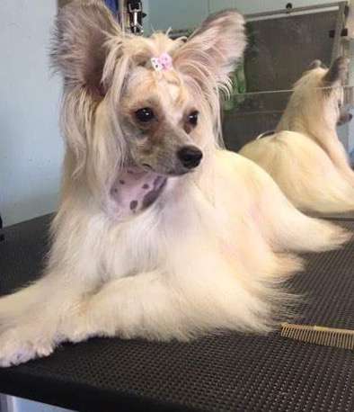 Amelia Fluffy Girl  Natalexx Life