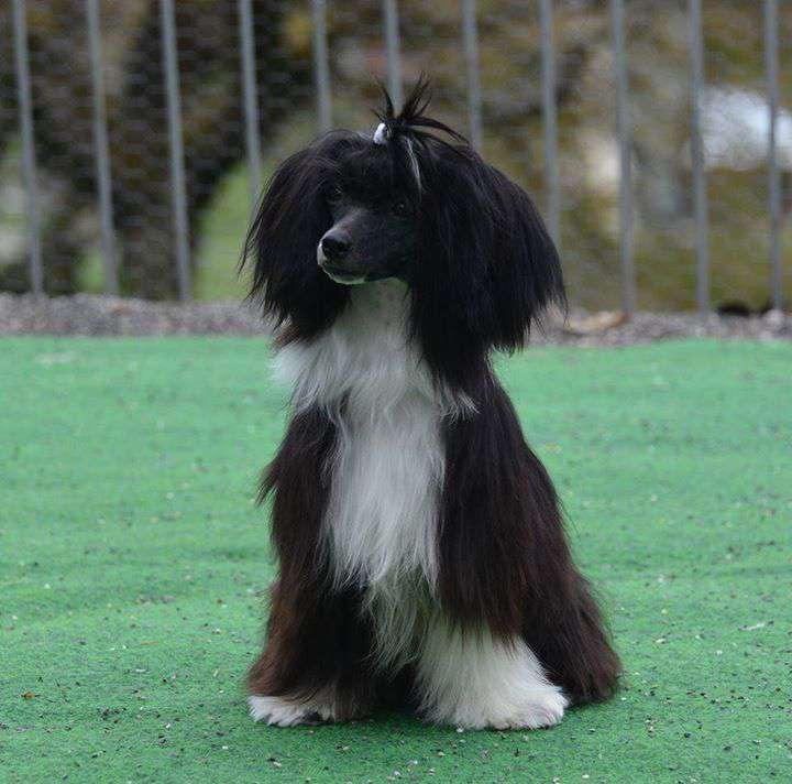 Oh My Lovely Pepita Princes de la Roses