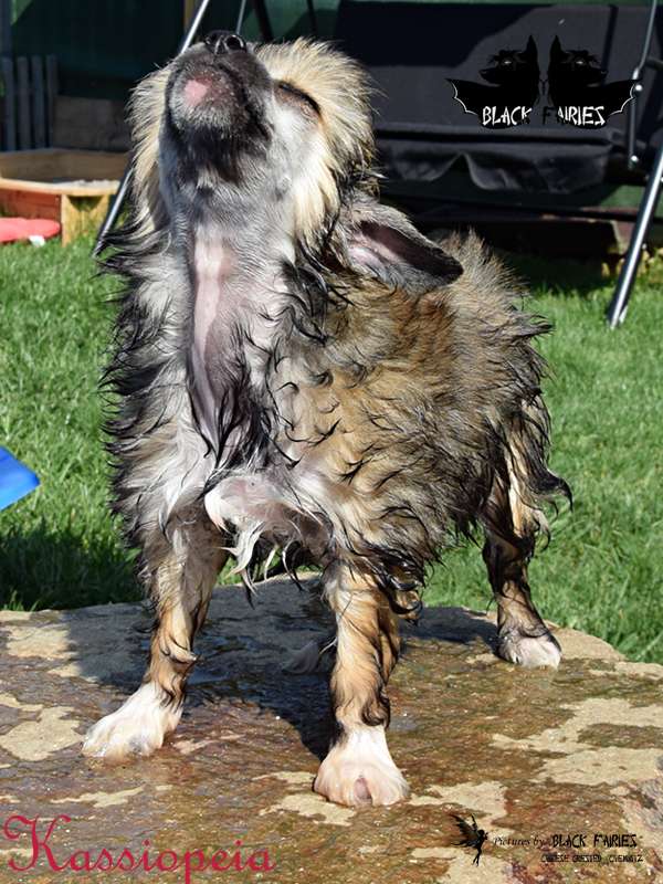 DreamDancer Kassiopeia from *BlackFairies*