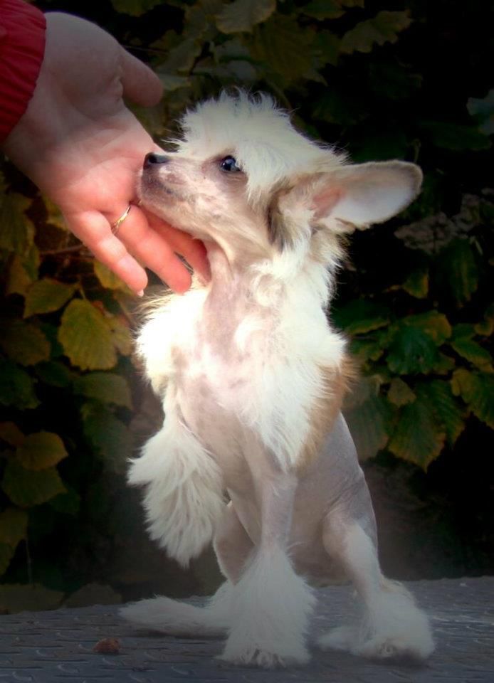 Fundoklia-völgyi Kaszanics Kendra 