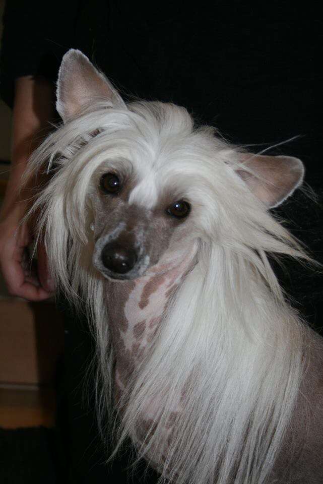 Starbounds Bratzilla