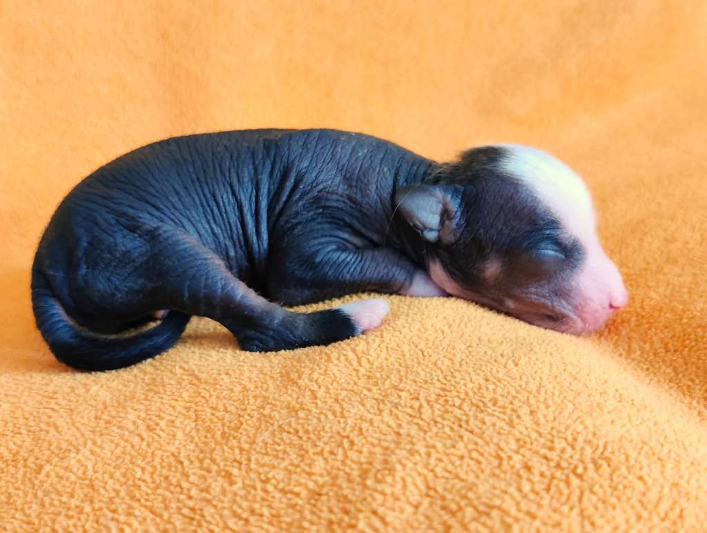 Timanttiliigan Super Trouper