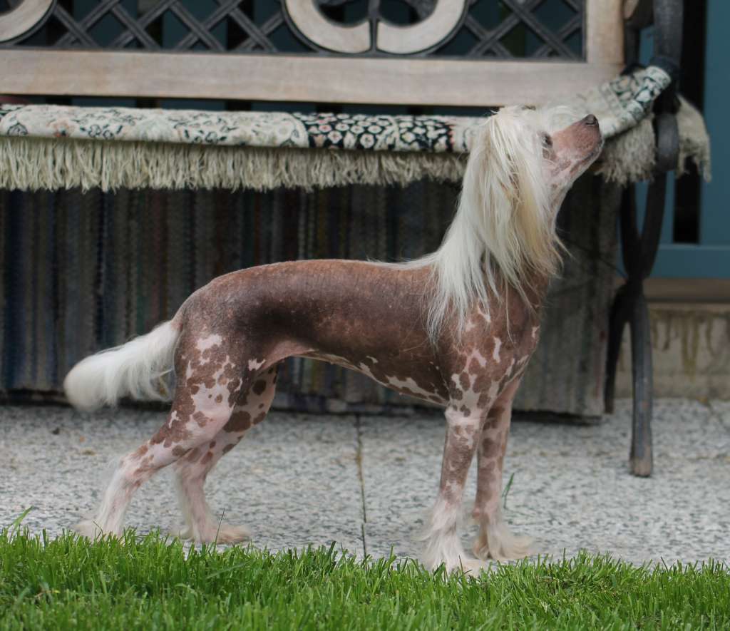 Uniikkitassun Esikoinen