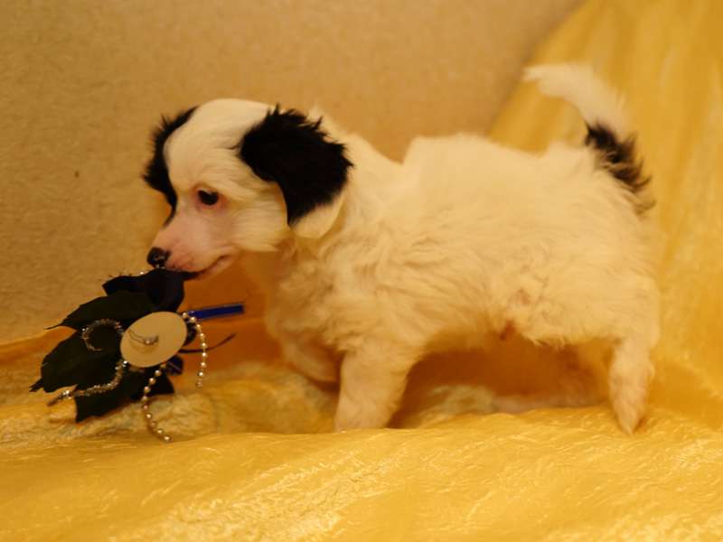 Sky Miracle Sammy Guf