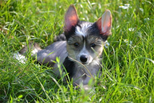 Zagadka ot Volnogo Psa