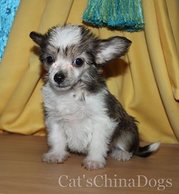 Cat's China Dogs Ultra Golden Star