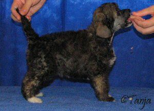 Sun Dan Angels Heart