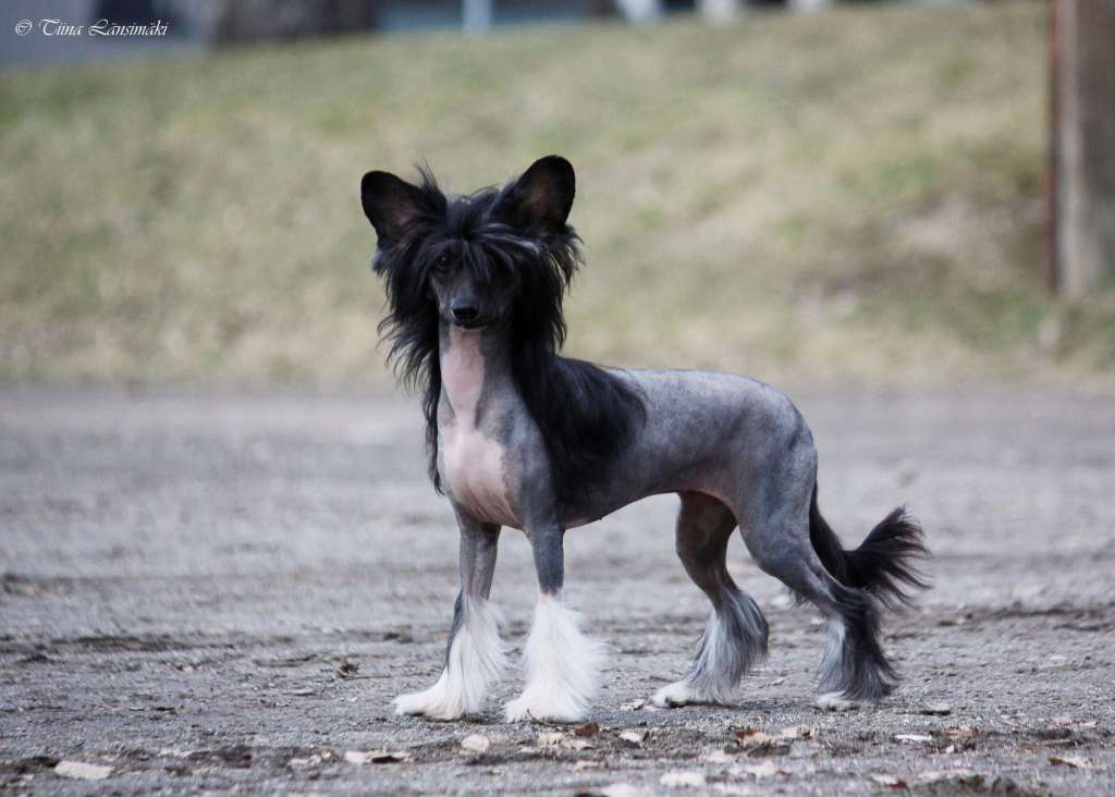 Xtra Bold Black Jelly Bean