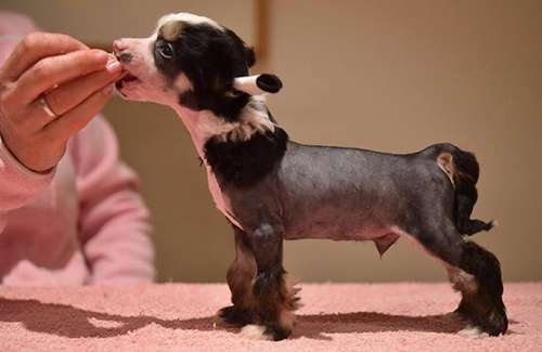 Jean Dark Maybe Next Time