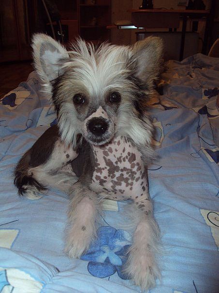 Elf Elen's Hiugo Bos