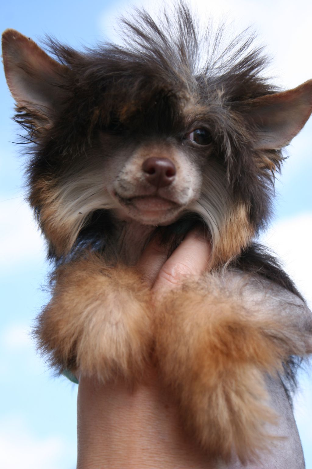 Royal Choco Pie de Fageiro