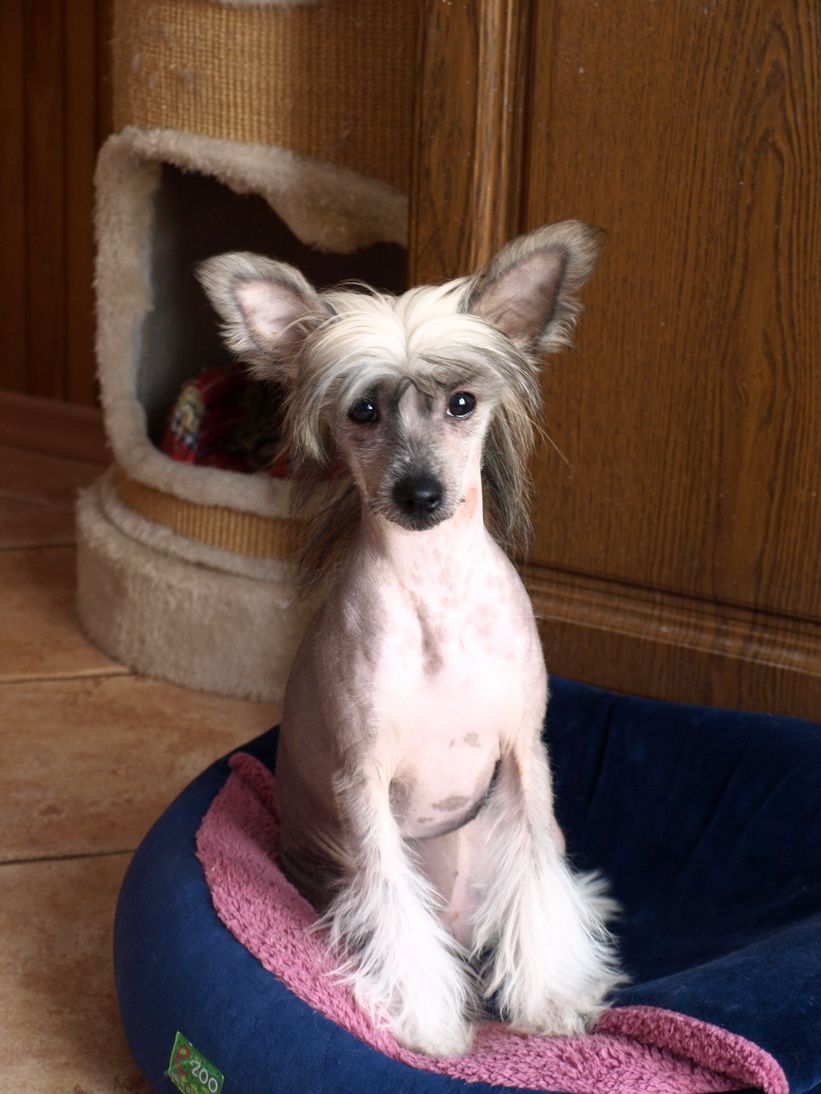 Luxury Petty Garden Roses