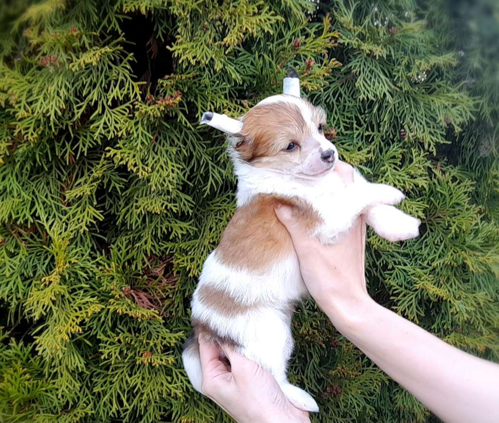 Moment of glory Enzo