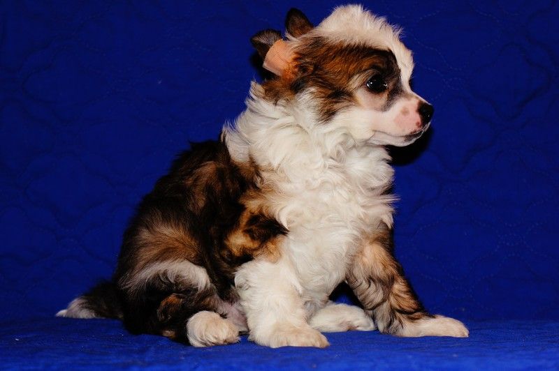 Irgen Gold Premier Jour