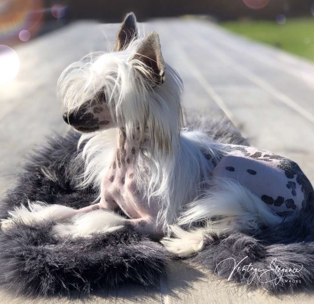 Treble Clef Vintage Elegance Knick Knack