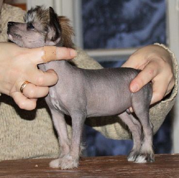 Bozo Gang's Mambo Lizard