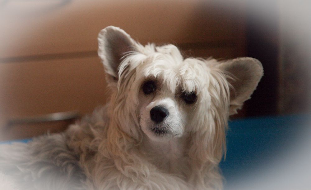 Dogland Happy Logika