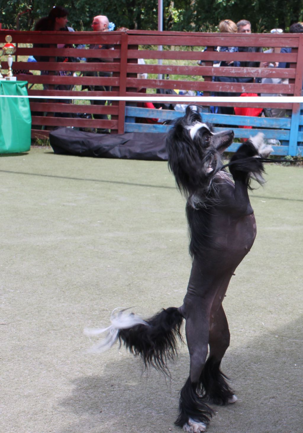 Zhelannaya Krasotka iz Hohlyandii