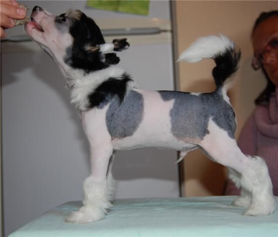 Candy Queen's Love Is My Drug