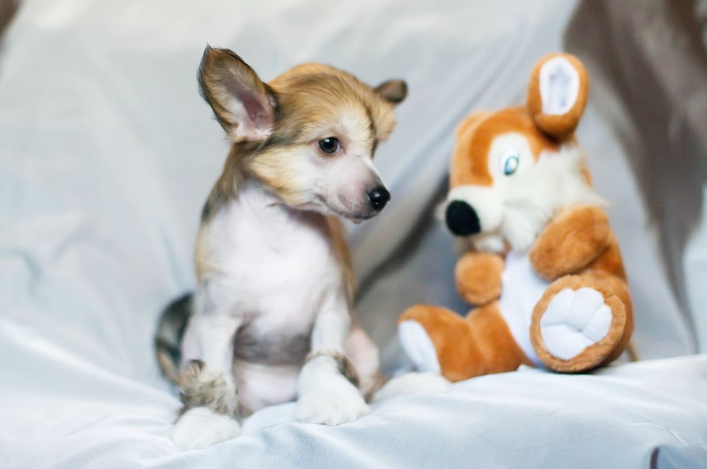 Karnelius Estestvennaya Krasota