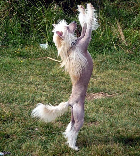 Irgen Gold Emporio Armani Diamond